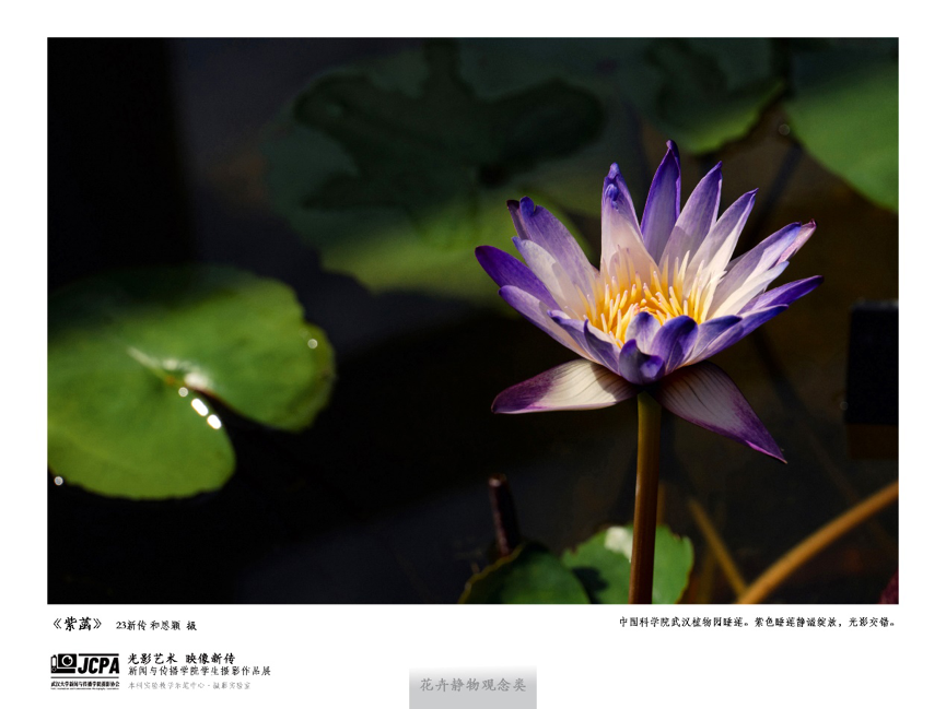 问鼎娱乐